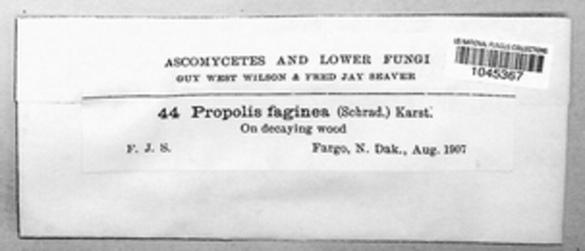 Propolis faginea image